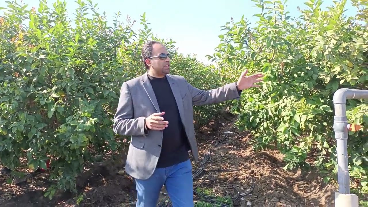 بداية موسم ناجح في مزرعة ليمون أضاليا: كيف تغلبنا على التحديات