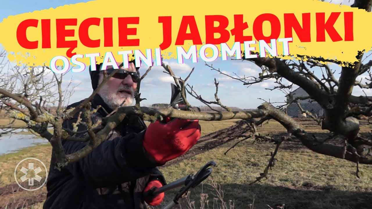 Cięcie jabłonki #zielonepogotowie