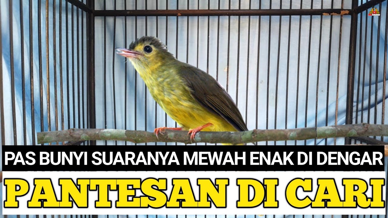 PANTESAN DI CARI BURUNG INI ! KALAU SUDAH BUNYI SUARANYA MEWAH ! ENAK DI DENGAR