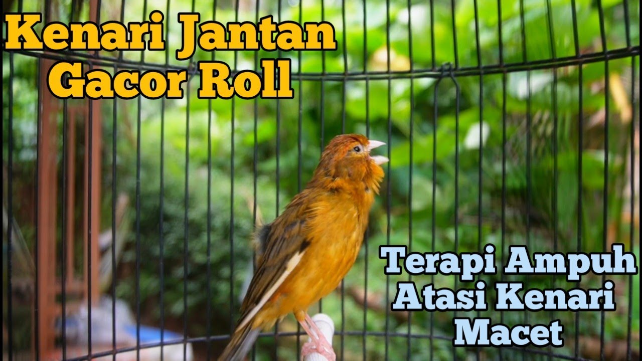 Kenari Super Gacor Cuit Cuit memanggil lawan emosi || Pancingan kenari paud belajar bunyi