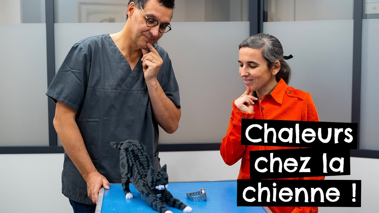 Chaleurs chez la chienne ! @ConseilsdevétérinairesparTonye 🐶