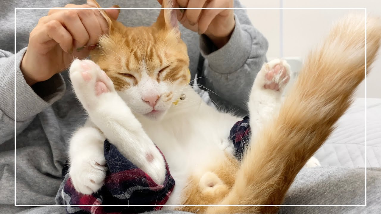 マッサージでうっとり2頭身で寛ぐ茶白猫君が可愛すぎました【4K猫動画】