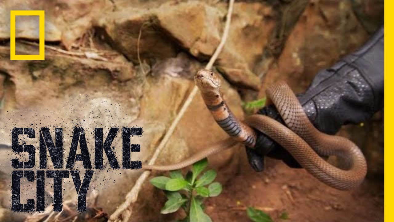 Simon and the Spitting Cobra | Snake City