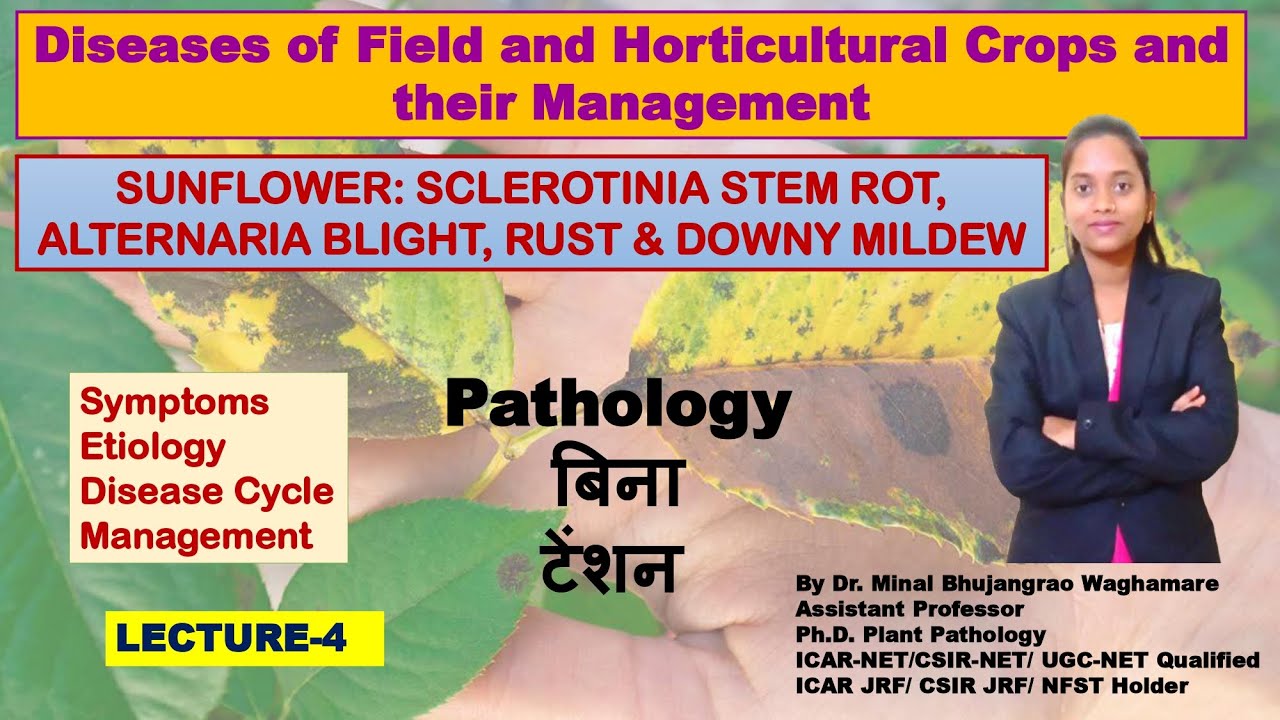 SUNFLOWER DISEASES SCLEROTINIA STEM ROT ALTERNARIA BLIGHT RUST AND DOWNY MILDEW