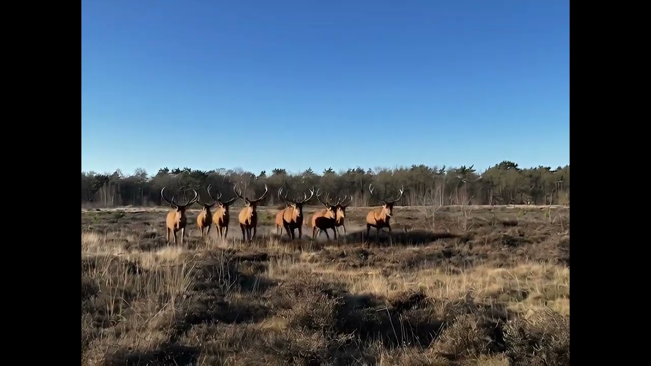 A HUGE PACK OF DEERS!!😱😱 #DailyAI