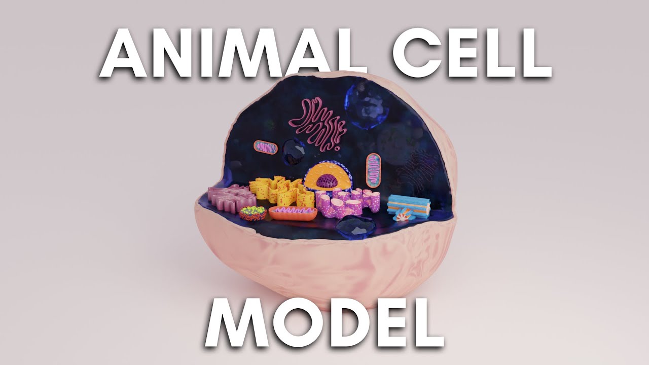 Animal Cell Model (School Project)