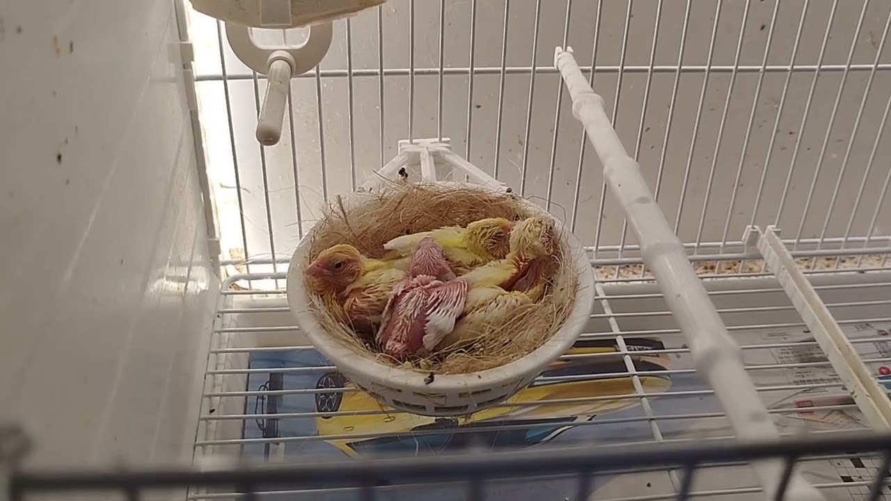 Vidéo 19 suivi d'élevage plus naissance