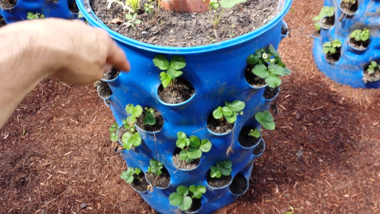 Tim's Garden Barrels - Garden Tour June 2017