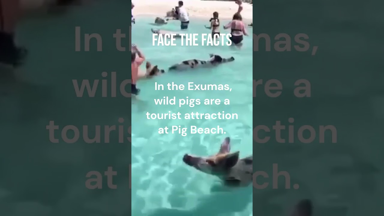 Swimming Pigs of the Caribbean: A Unique Island Adventure! 