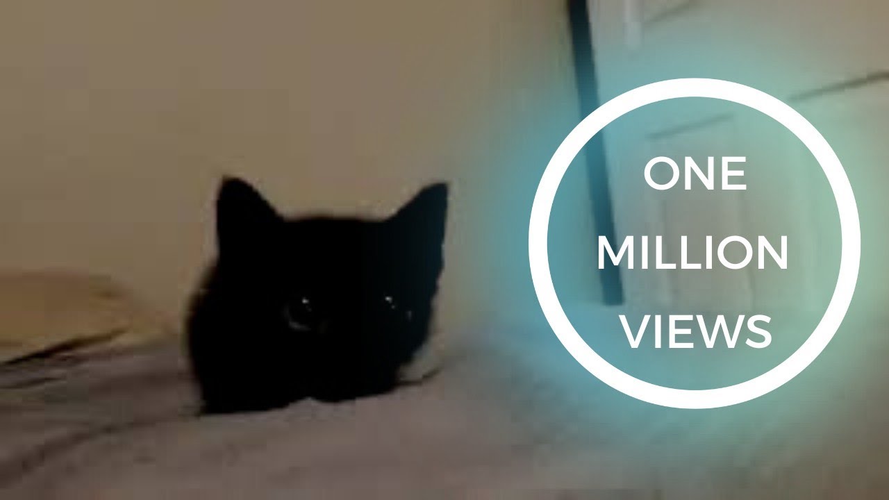 Cute kitten eyes