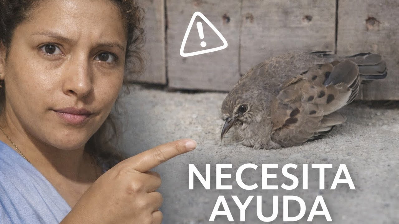 Conviví con Aves sin saber ,Aquí te cuento como fué