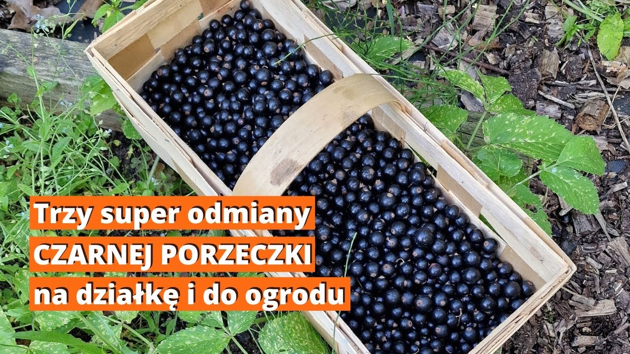Trzy super odmiany czarnej porzeczki polecane na działkę i przydomowego ogrodu.