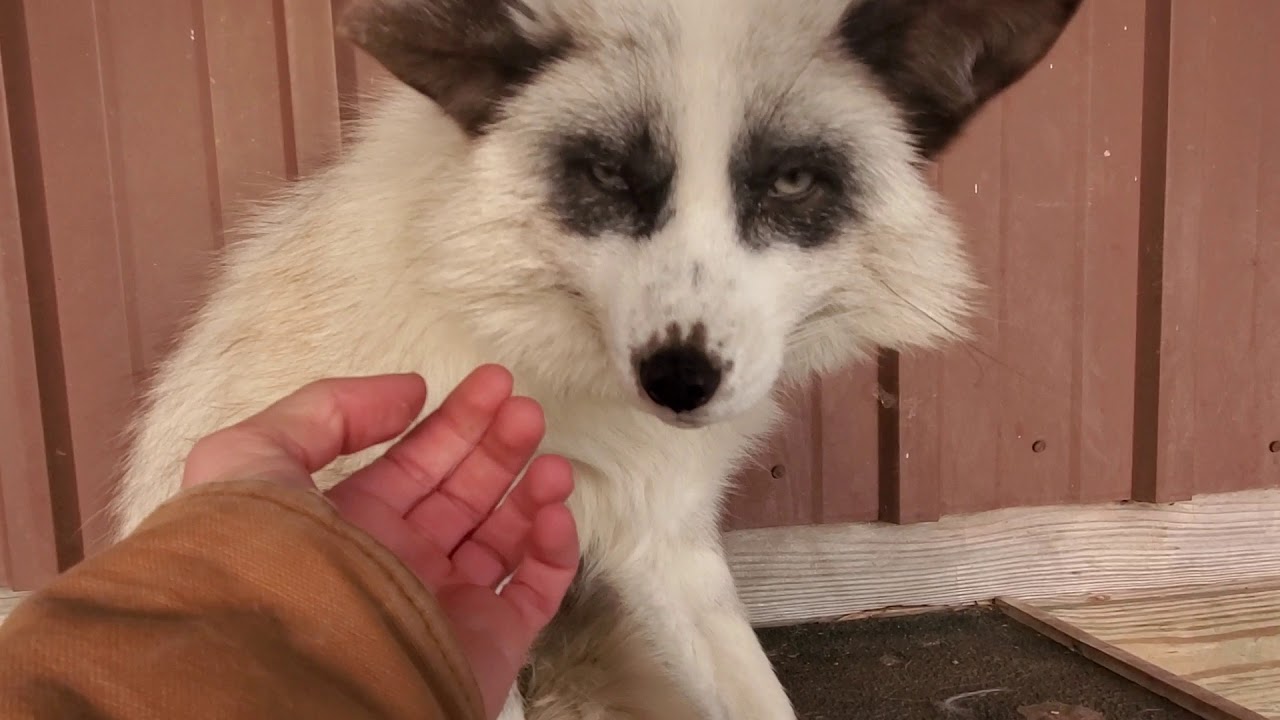 Virtual Tour of SAVEAFOX Rescue