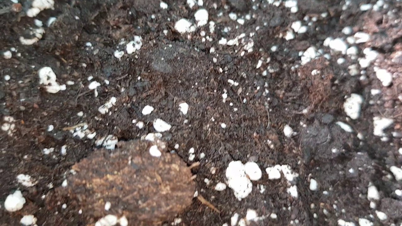 Семена Critical Orange Punch Delicious, день 1