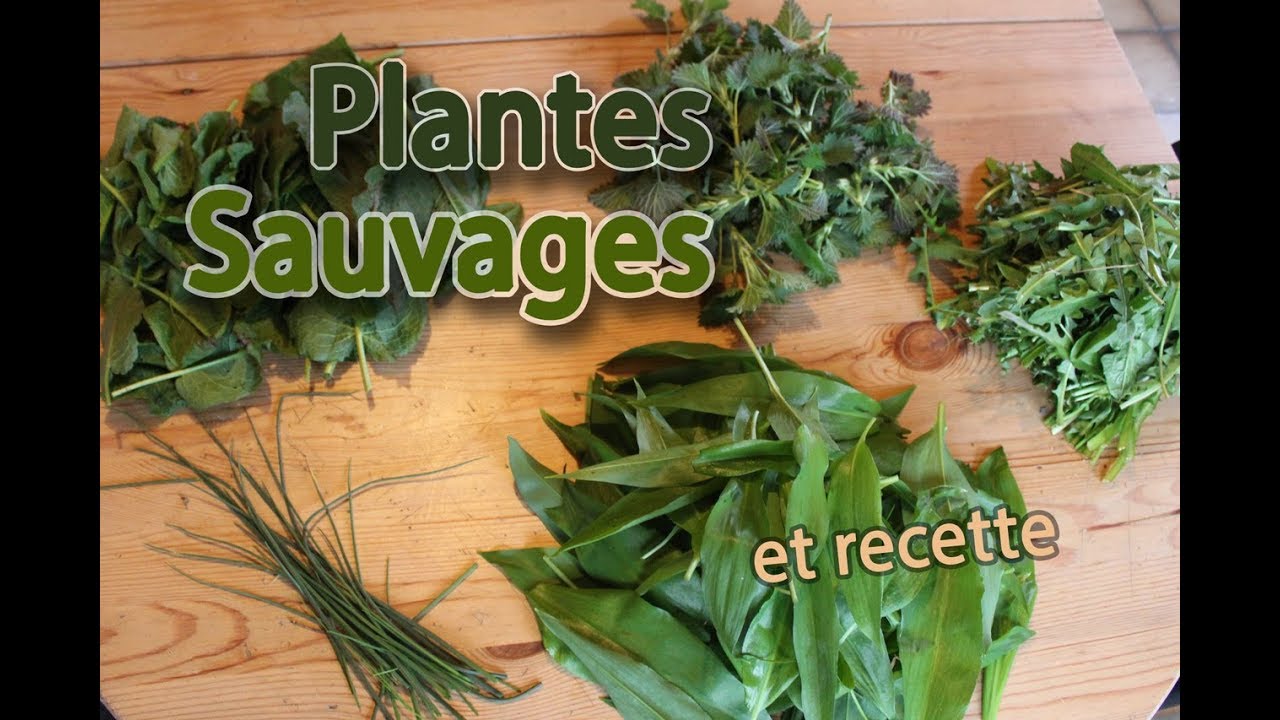 Récoltes sauvages: Pesto d'Orties et d'ail des ours