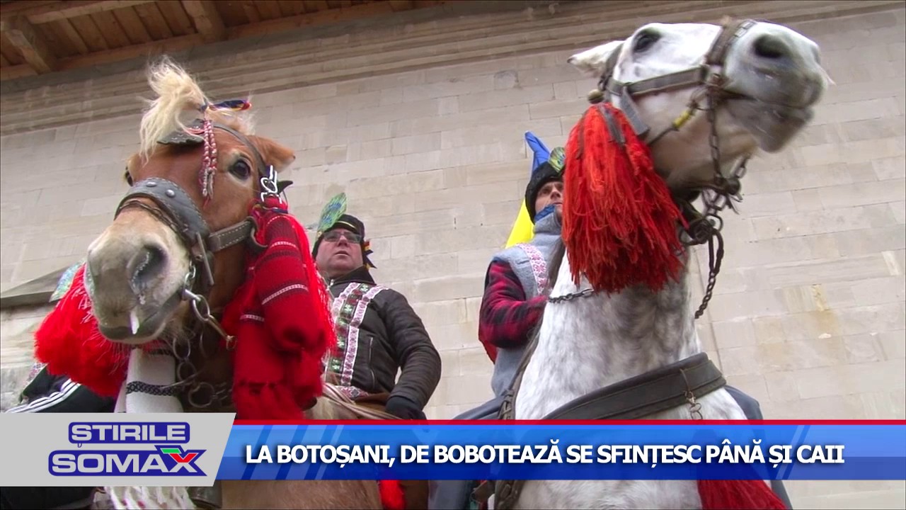 LA BOTOSANI, DE BOBOTEAZA SE SFINTESC PANA SI CAII
