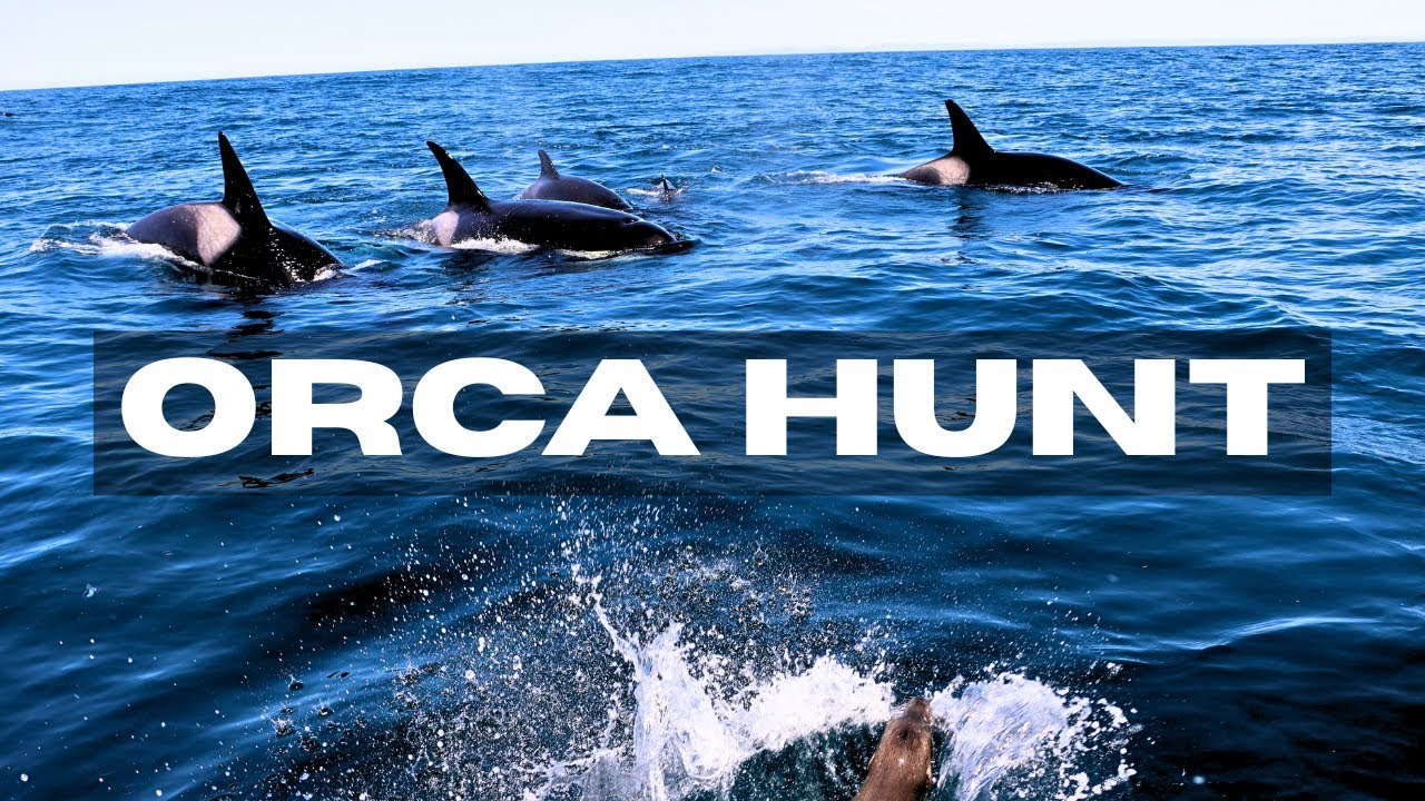 Orcas hunting a sea lion (nearly JUMPS into boat!) | Pacific Offshore Orca Quest
