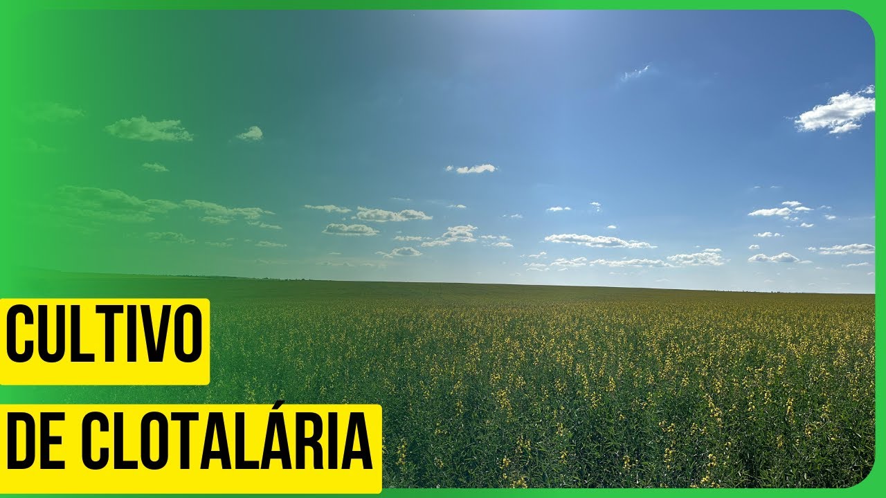Cultivo de crotalária: melhora a fertilidade do solo