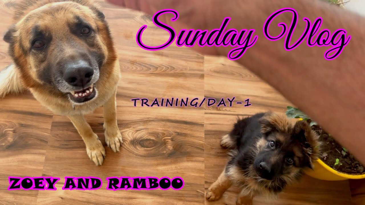 ZOEY ki training ka pehla din|sunday vlog 
