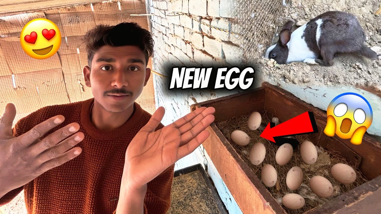 Phli Bar Kabutar Ne Ande Diye Mini Zoo Me 😱|| पहली बार मिनी जू में कबूतर ने अंडा दिया 