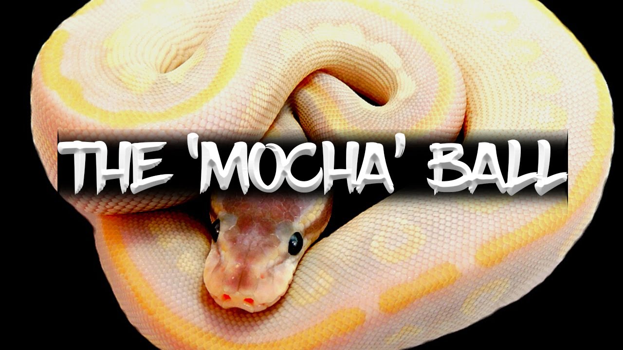 The 'Mocha' Ball Python