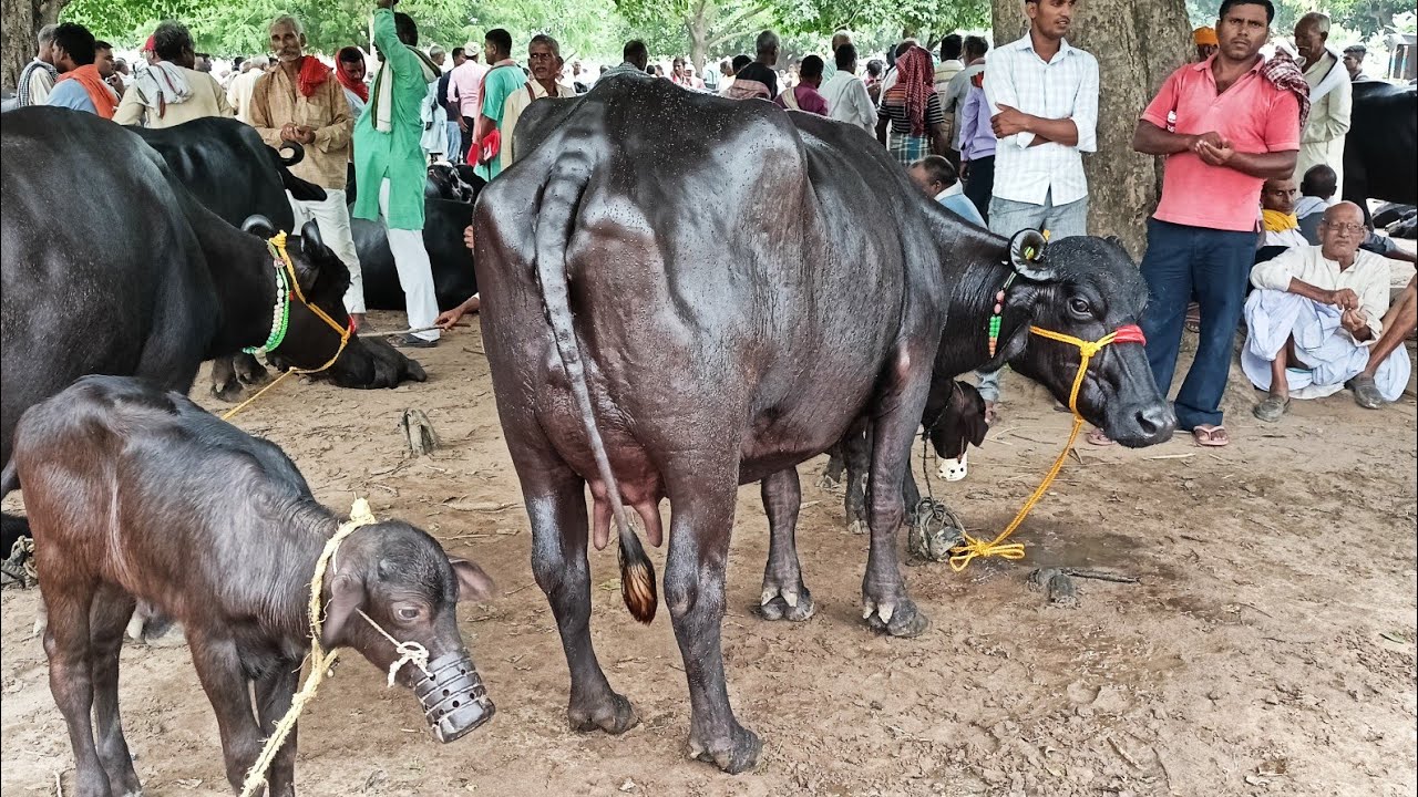 बिहार के #बिहीया पशु मंडी से भैंसों का कीमत जानिए | Bihiya Pashu Mela Bhojpur Bihar | Buffalo Mandi