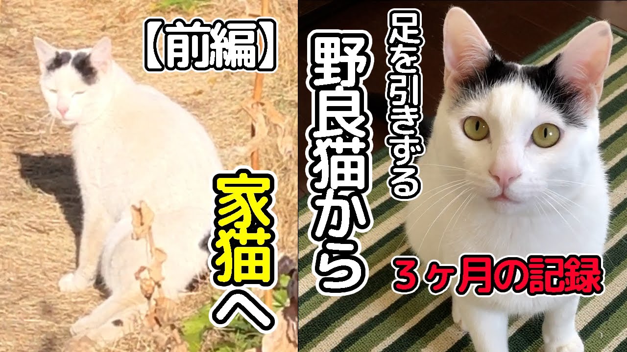 足を引きずる野良猫から家猫へ【前編】３ヶ月の記録