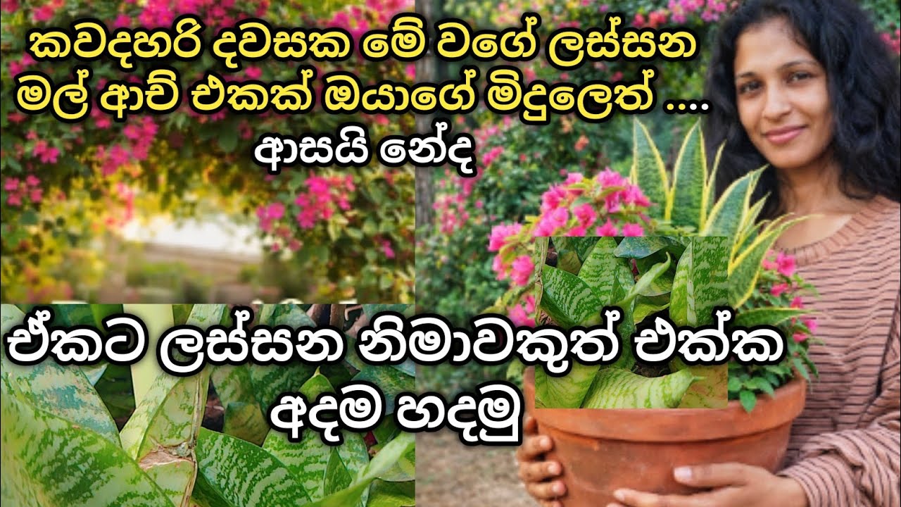 මිදුලට  අලංකාර වැඩක්🌸 Beautiful Boganvilla Arch | Easy Gardening Tips