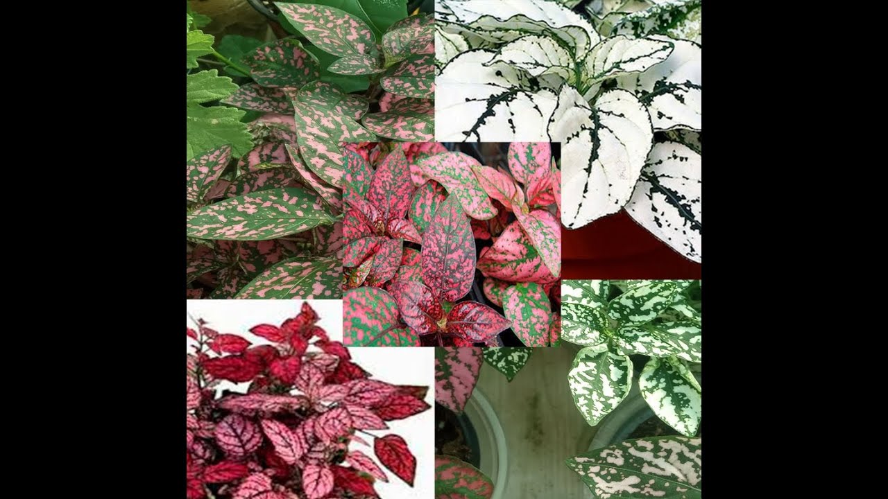 🙂Гипоэстес. Особенности ухода. Размножение.🌱🌿