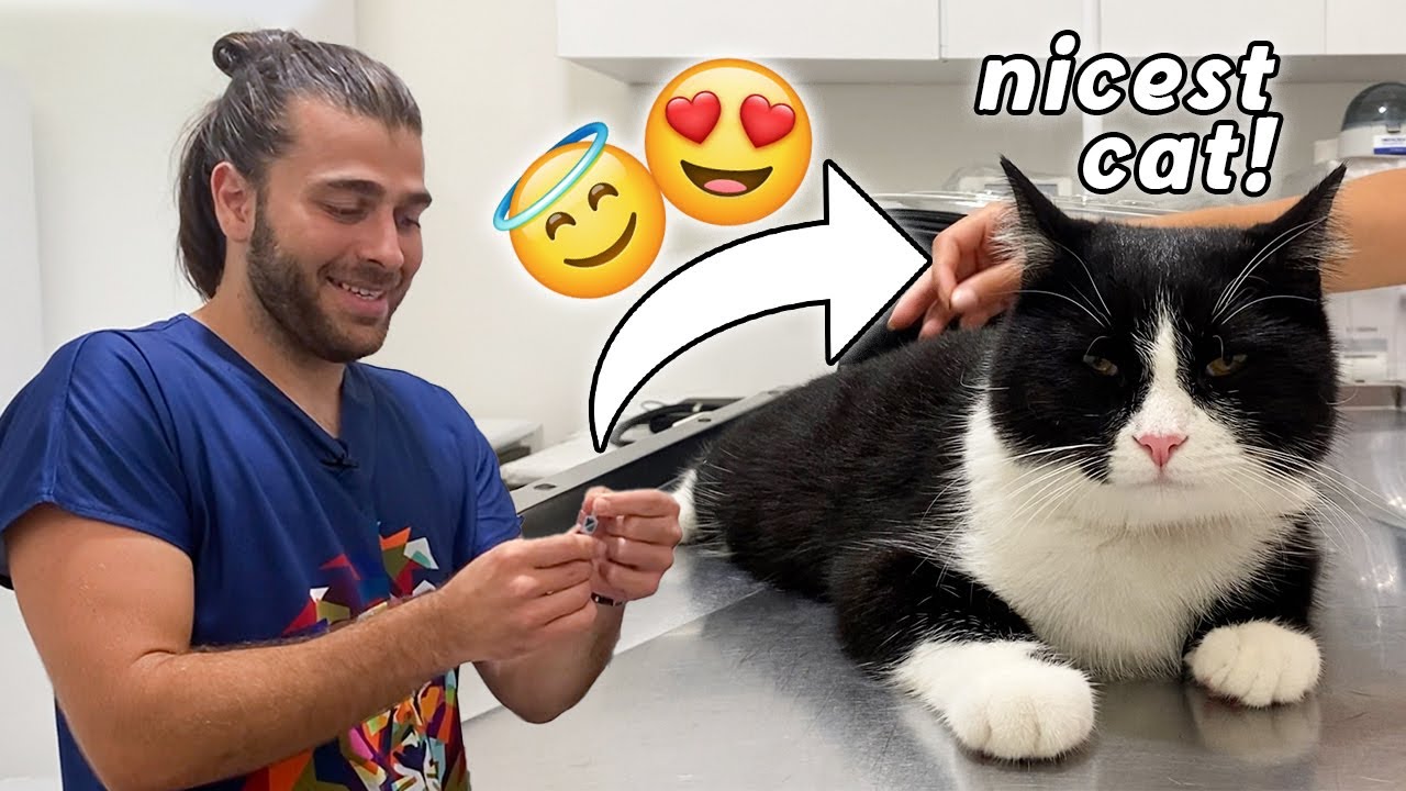 ЭТОТ КОШКА НАСТОЯЩАЯ? 😍 (Самая милая кошка на свете)