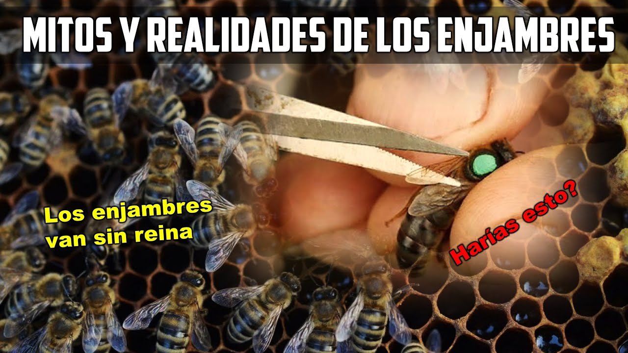 Asombrados por estos enjambres, Enjambran sin Reina y son Productivas, sera eso posible?