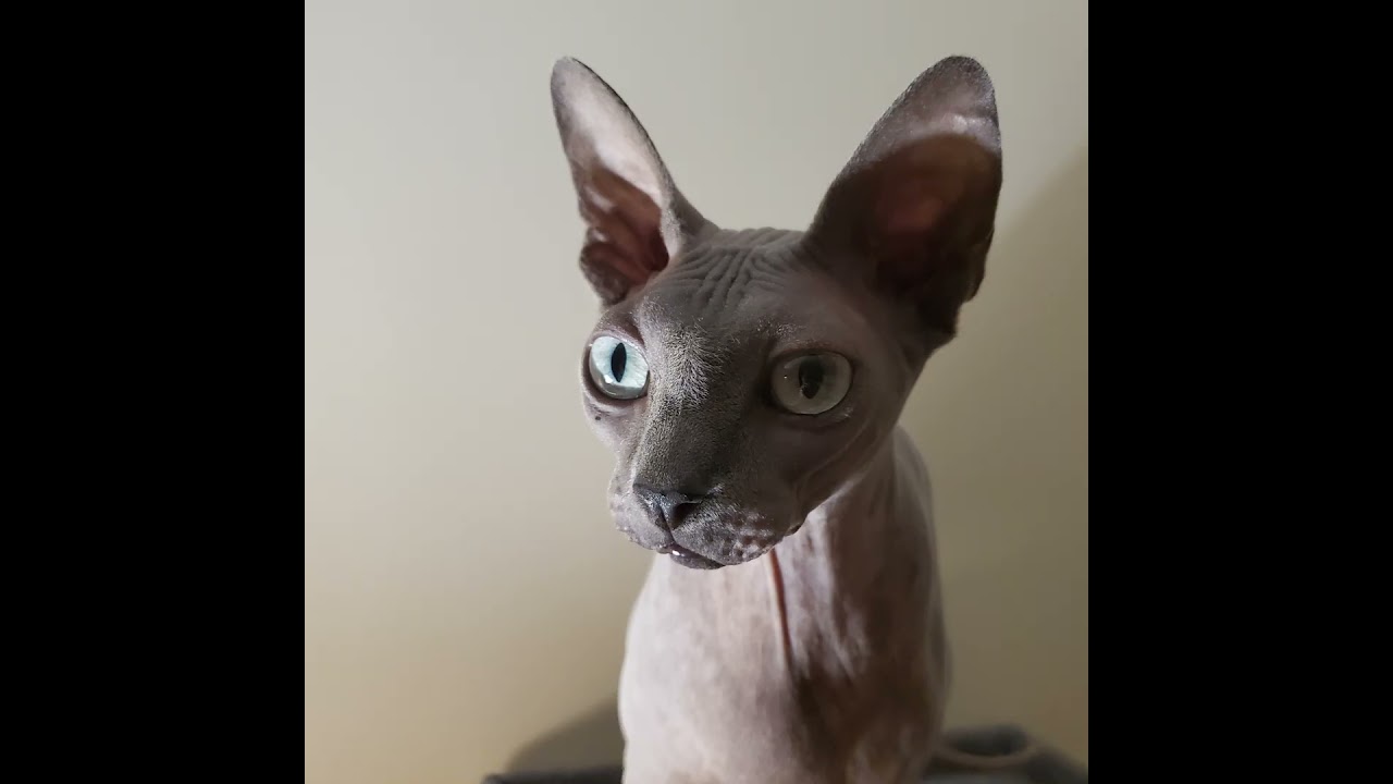 Я до сих пор скучаю по ней 😢 #кошка #любовь #воспоминания