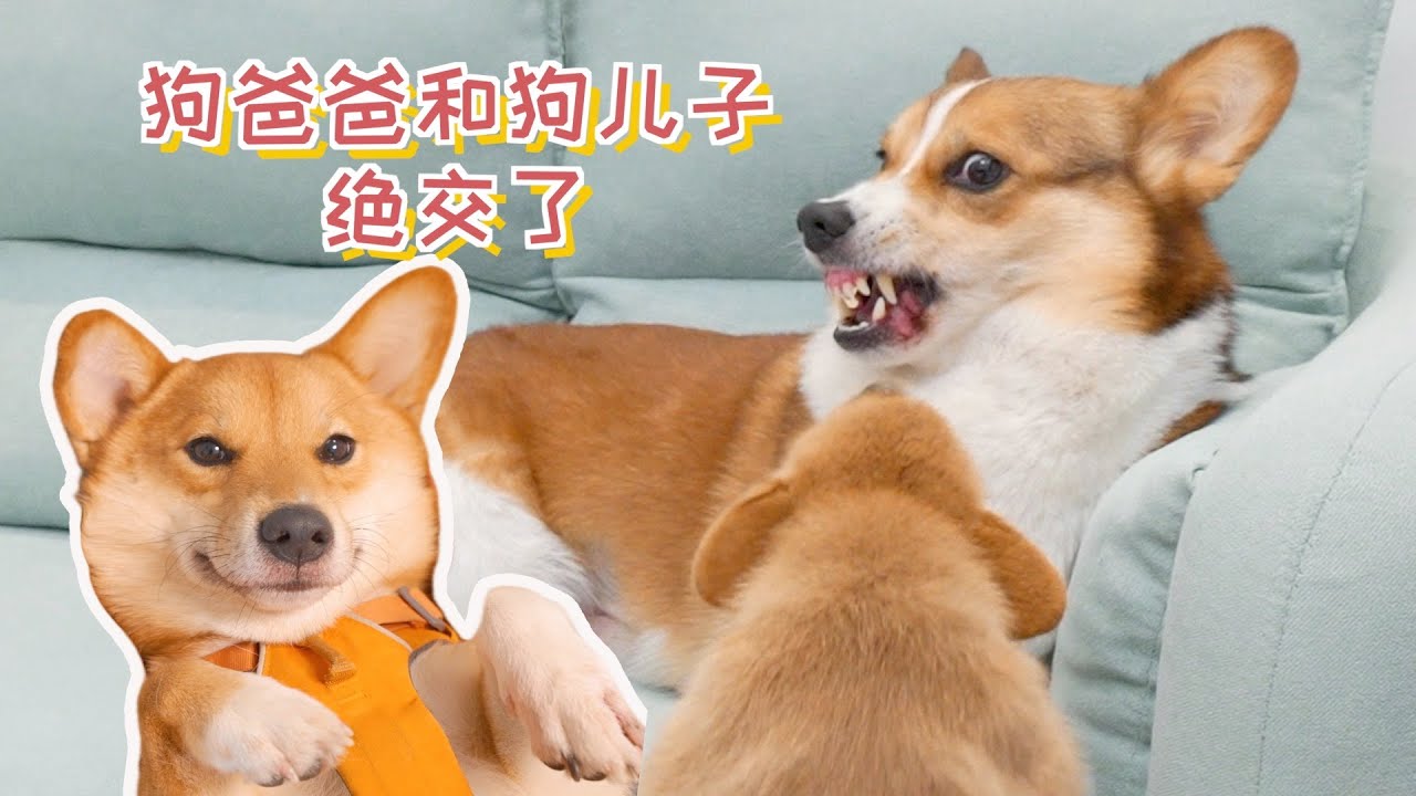 狗爸爸和狗儿子绝交了