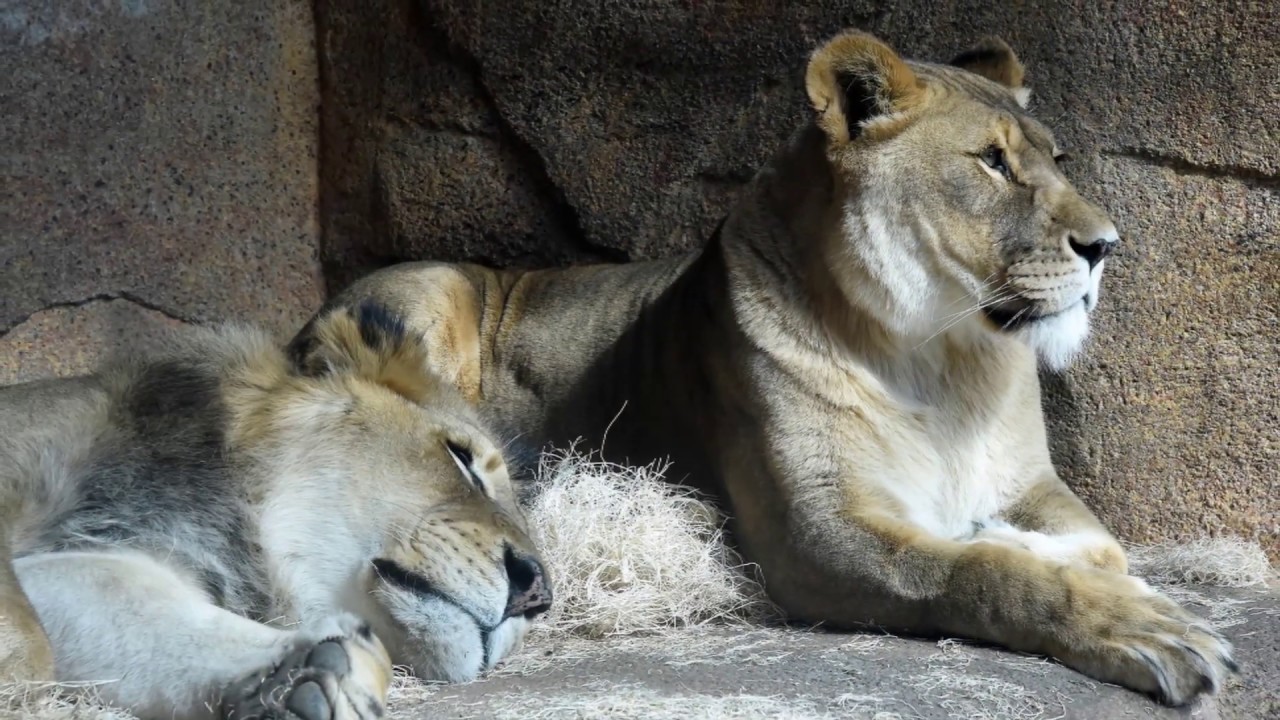 Remembering Zenda & Isis