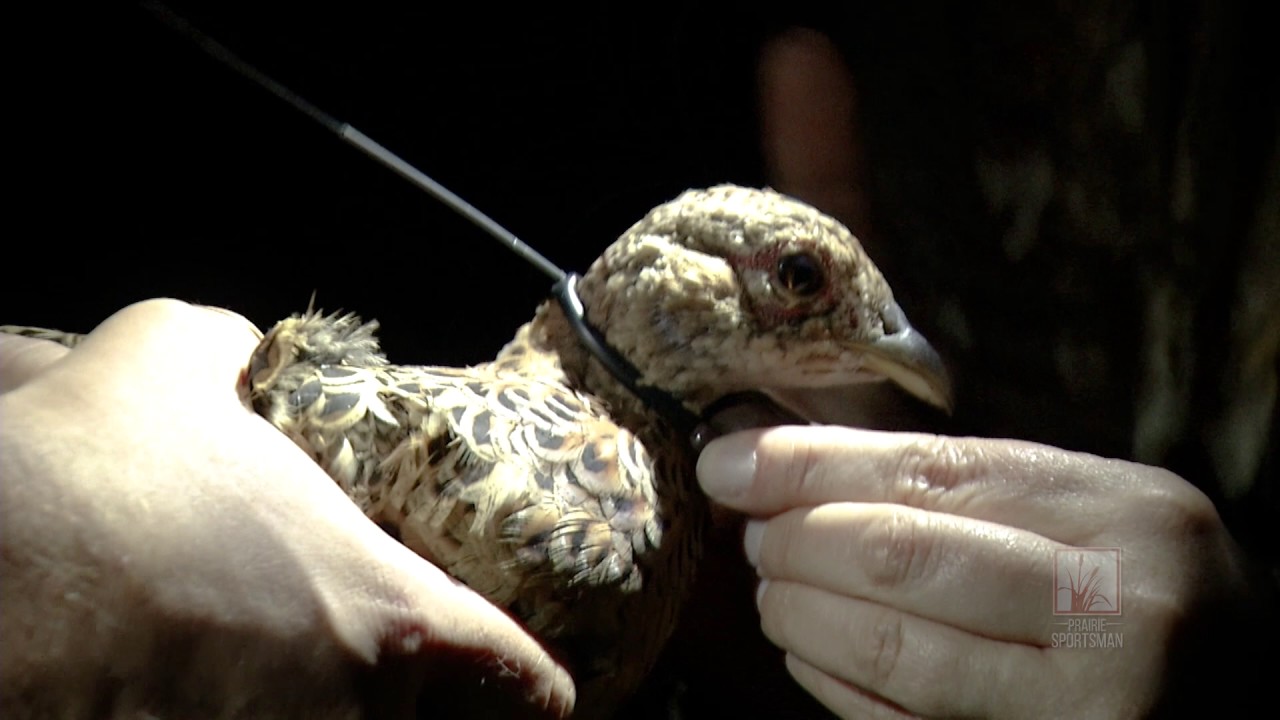 Pheasant Trapping and Research | Prairie Sportsman