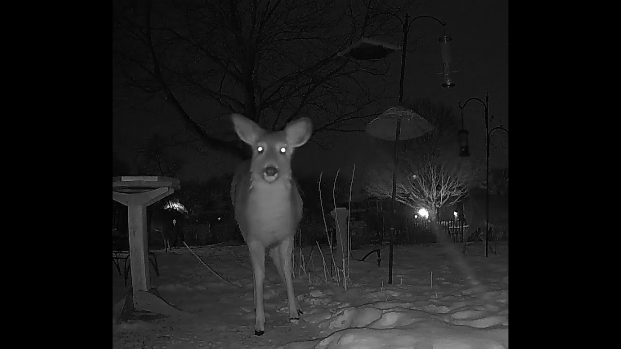 Zombie deer with glowing eyes attack!  High speed 20,000X timelapse.