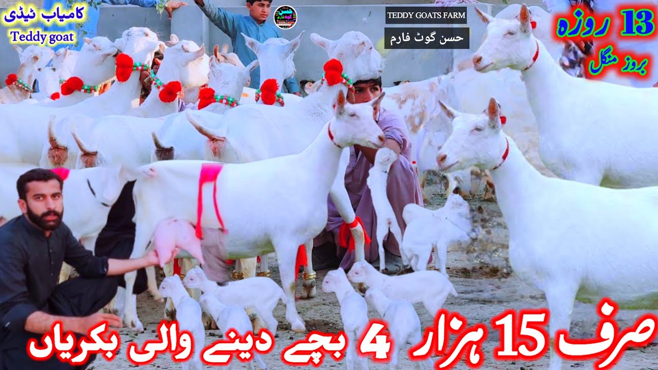 3 March 2026 کامیاب ٹیڈی نسل jiada bache dene wali bakriyan hassan goat farm 03133502828 call 📞 