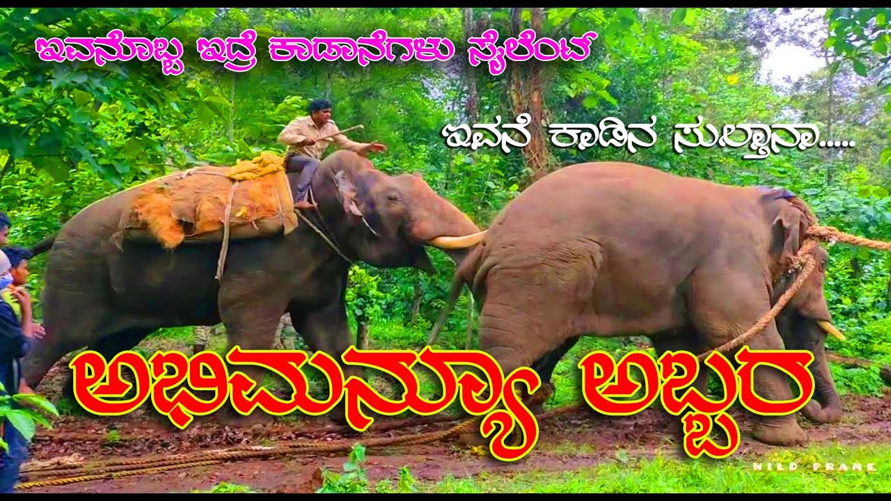 ದಸರಾ ಆನೆ ಅಭಿಮನ್ಯೂ  ಇತ್ತೀಚೆಗೆ ನಡಿಸಿದ ಕಾರ್ಯಾಚರಣೆಗಳು ನೋಡಲು ಬಲು ರೋಚಕ dont miss it ಅಭಿಮನ್ಯೂ ಅಬ್ಬರ