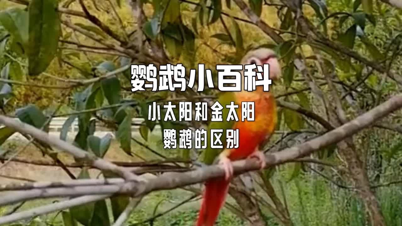 小太阳和金太阳鹦鹉的区别