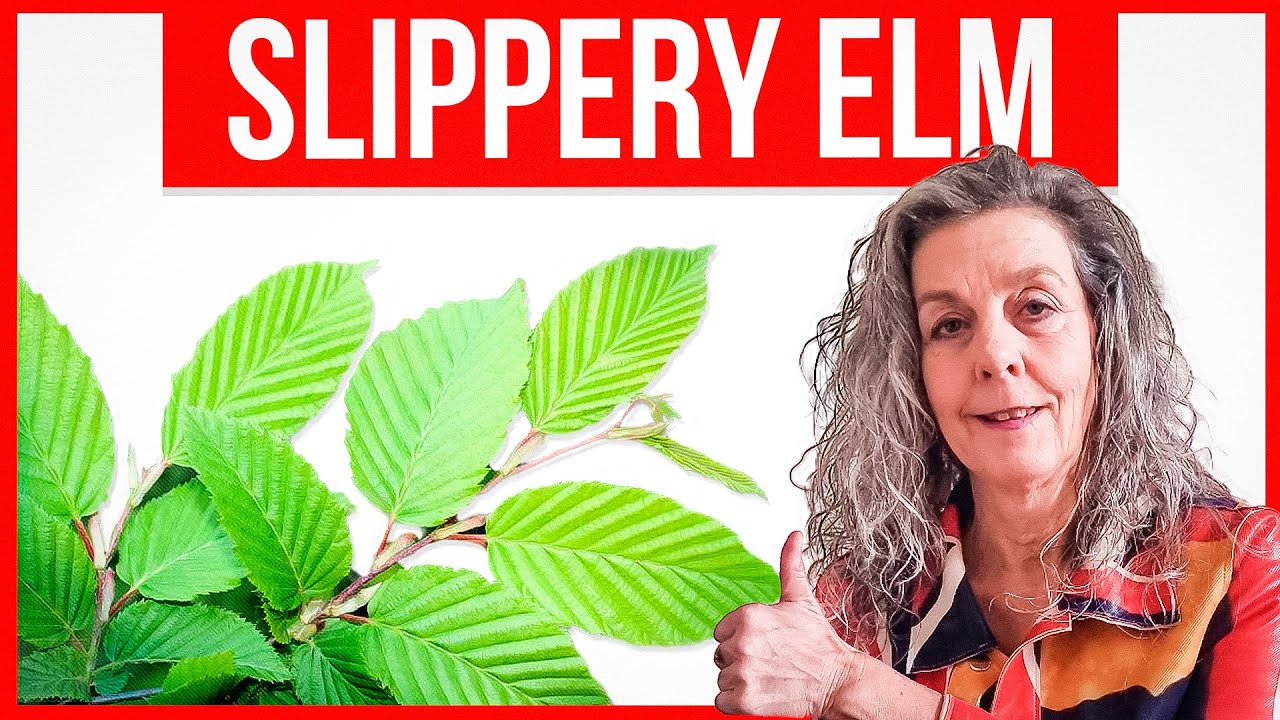Как скользкий вяз влияет на здоровье кишечника и кожи? + Рецепт