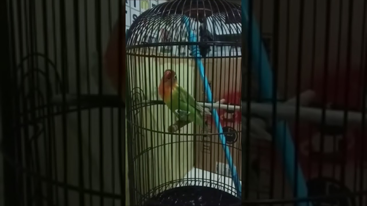 lovebird masteran terbaik