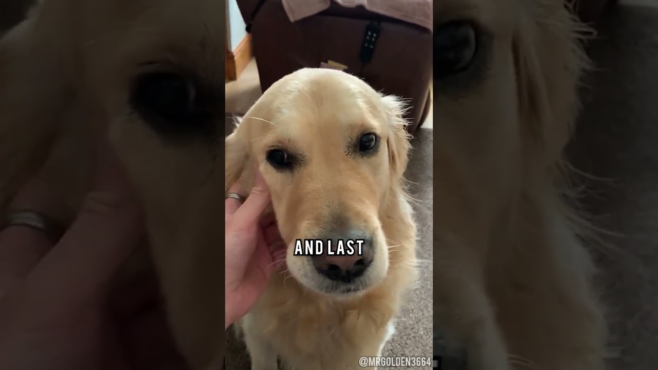 Why You SHOULD Get a Golden Retriever