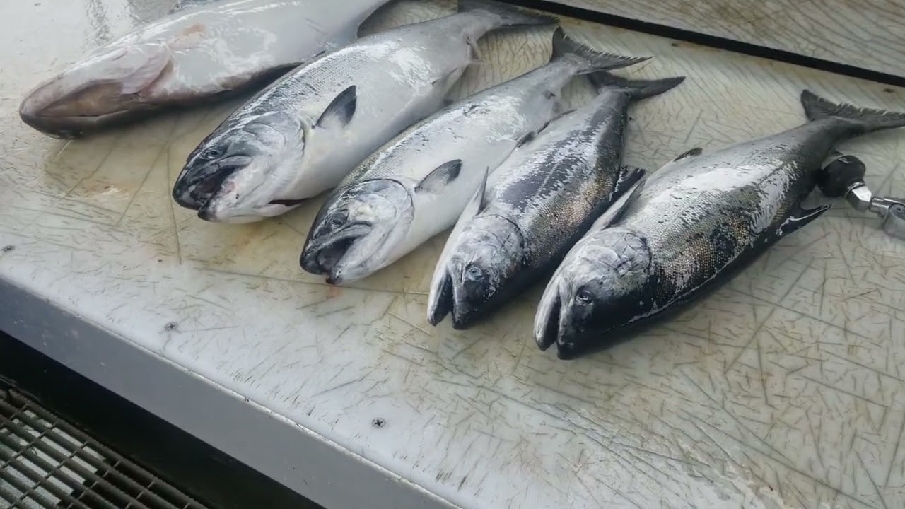 Fillet Expert Gary, Seward Alaska