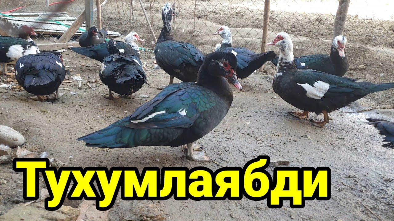 Дори бердим урдаклар тухумлаябди