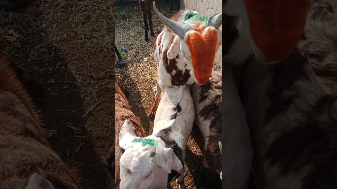 مشهد جميل، حب بين الماعز#GoatAndSheep#camellife