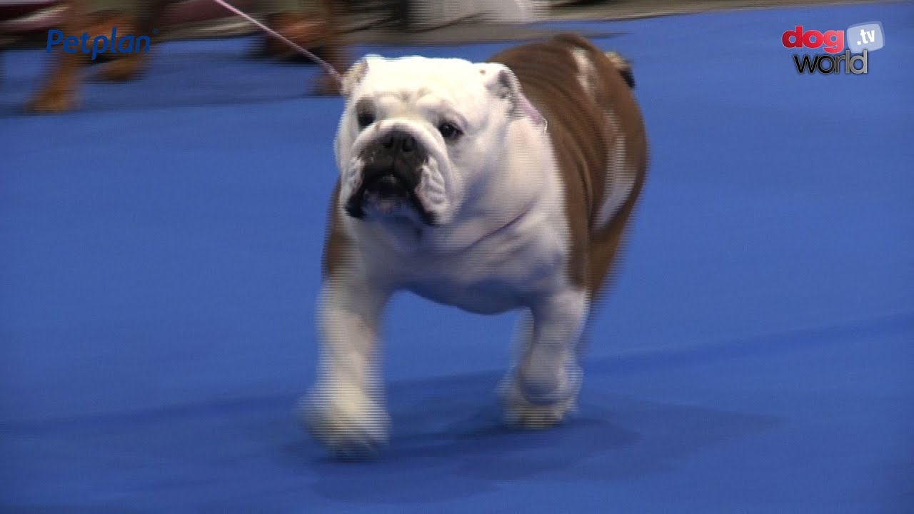 Manchester Championship Dog Show 2016 - Best in Show