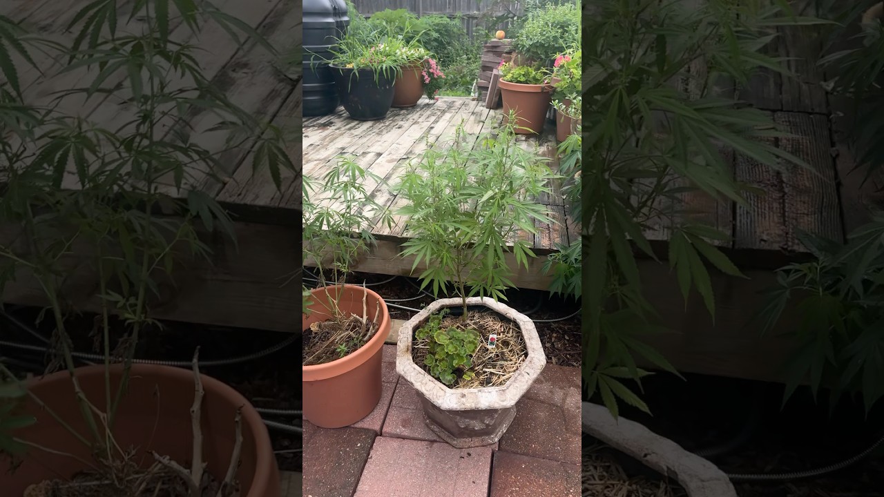 Outdoor grow in pot ready for flower
