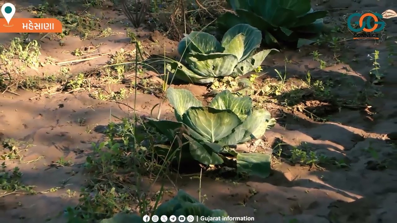 પ્રાકૃતિક ખેતી થકી પરિવર્તન થઈ રહ્યું છે...