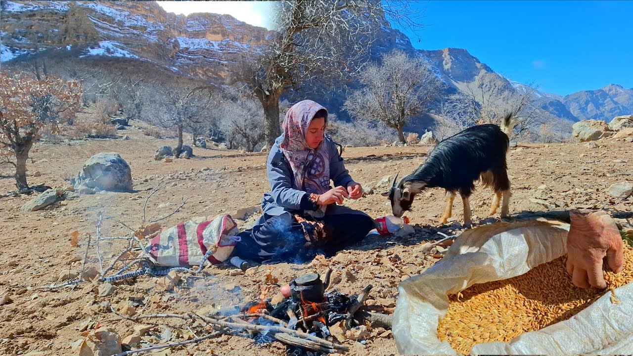 🌾Nomadic documentary: Traditional nomadic agriculture and wheat cultivation in the mountains along w