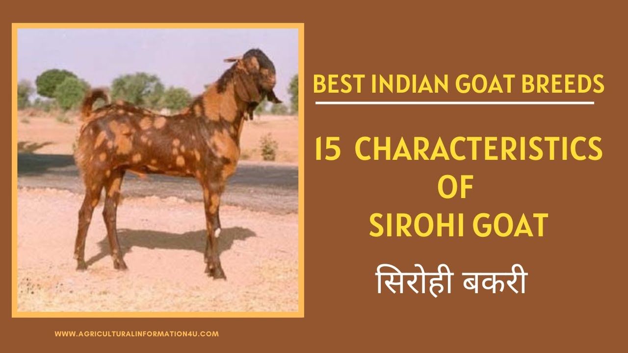 Sirohi Goat: 15 Main Characteristics of Sirohi Goat | सिरोही बकरी